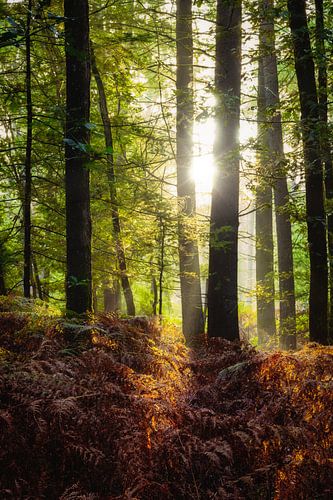 Zonnestralen verlicht varens in het Speulderbos