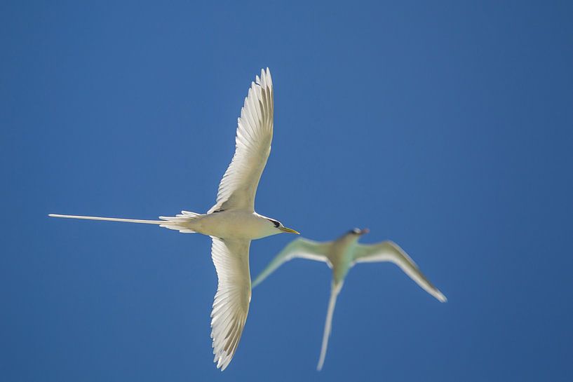 Witstaartvogel (Phaethon lepturus) van Dirk Rüter