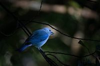 Blaugraue Tangare - Ein Hauch von tropischem Blau in Costa Rica