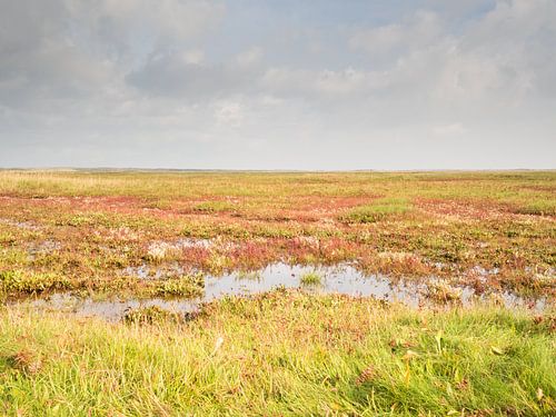 De Slufter, Texel