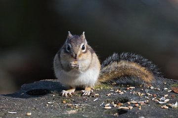 Siberian ground squirrel at dinner by Anne Ponsen