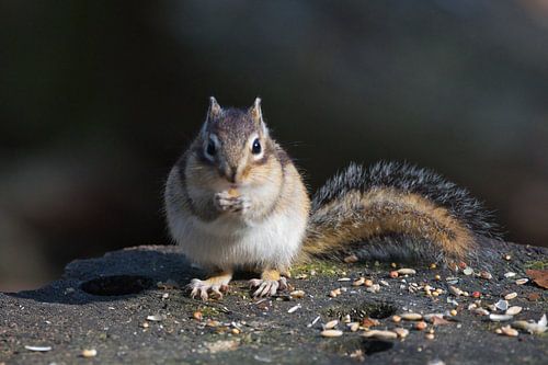 Siberian ground squirrel at dinner