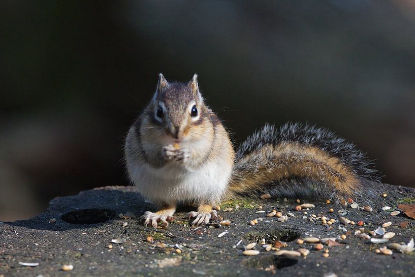 Sibirisches Erdhörnchen beim Abendessen von Anne Ponsen