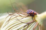 Bogue rayé ou punaise de ménestrel (Graphosoma lineatum) sur la fleur d'une carotte, plan macro, esp par Maren Winter Aperçu