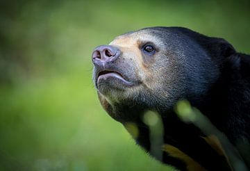 Adembenemend portret van een nieuwsgierige Maleise Beer van Wildlife Designs