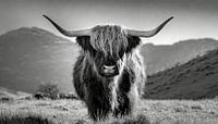 Portrait d'un bovin des Highlands écossais en noir et blanc