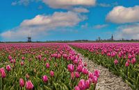 purple tulip field by Ilya Korzelius thumbnail