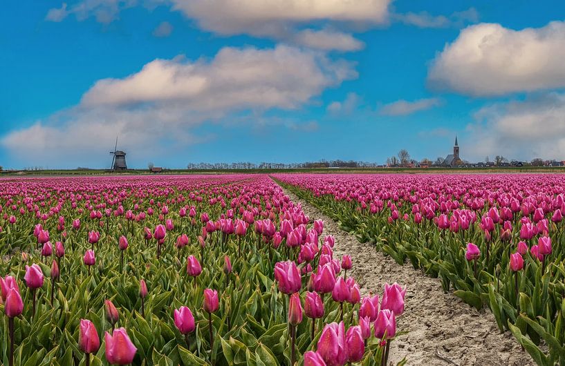 purple tulip field by Ilya Korzelius