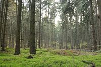 soft moss