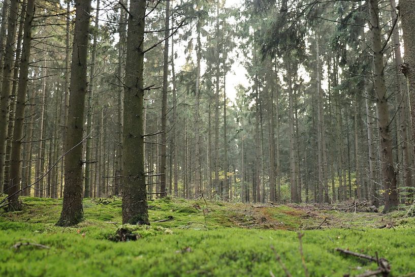 soft moss by Christel Abrahams