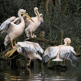 Pelican by Frank Lavooij