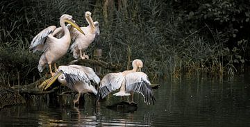 Pélican sur Frank Lavooij
