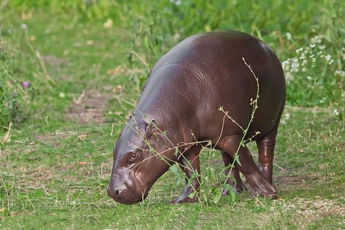 Schaafwonden (eet) op groen gras