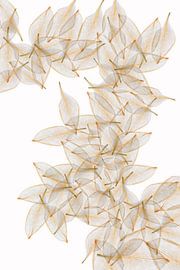 feuilles sur Klaartje Majoor