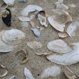 Muscheln im Sand von Jens Günther
