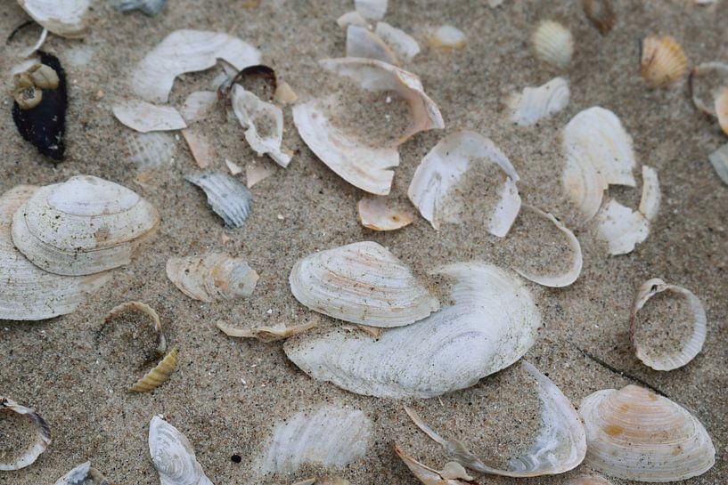 Muscheln im Sand von Jens Günther