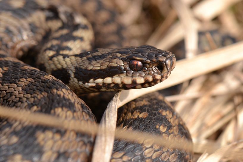 Mannelijke adder (Vipera berus) von Frank Heinen