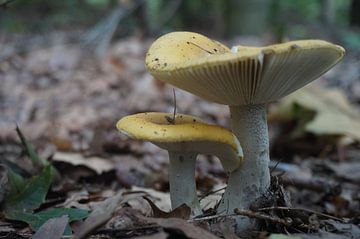 Mushroom van Milou Ynema