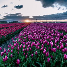 Tulipfields in holland von Dennis van Berkel