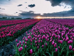 Tulipfields in holland sur Dennis van Berkel