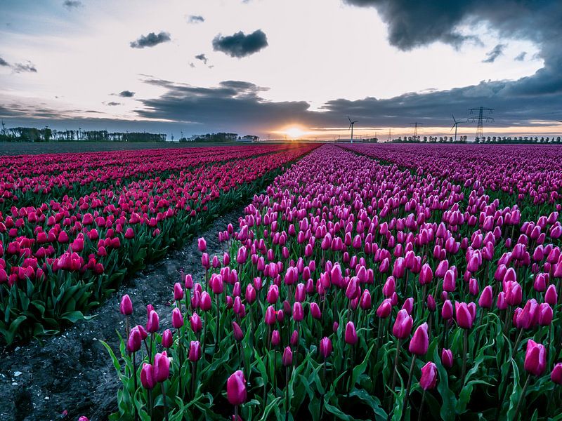 Tulipfields in holland by Dennis van Berkel