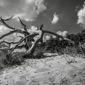 arbre électrique sur les dunes de Loonse et Drunense sur Eugene Winthagen