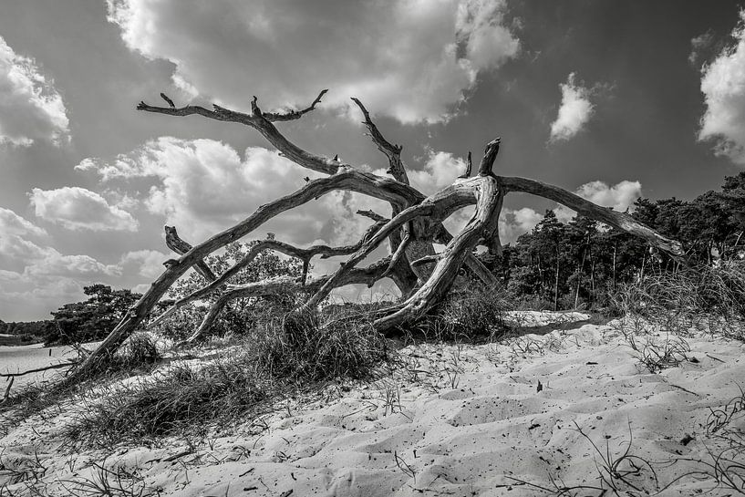Strombaum in den Dünen von Loonse und Drunense von Eugene Winthagen