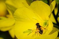 Teunisbloem met zweefvlieg