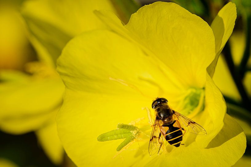Nachtkerze mit Schwebfliege von Ellen de Ridder
