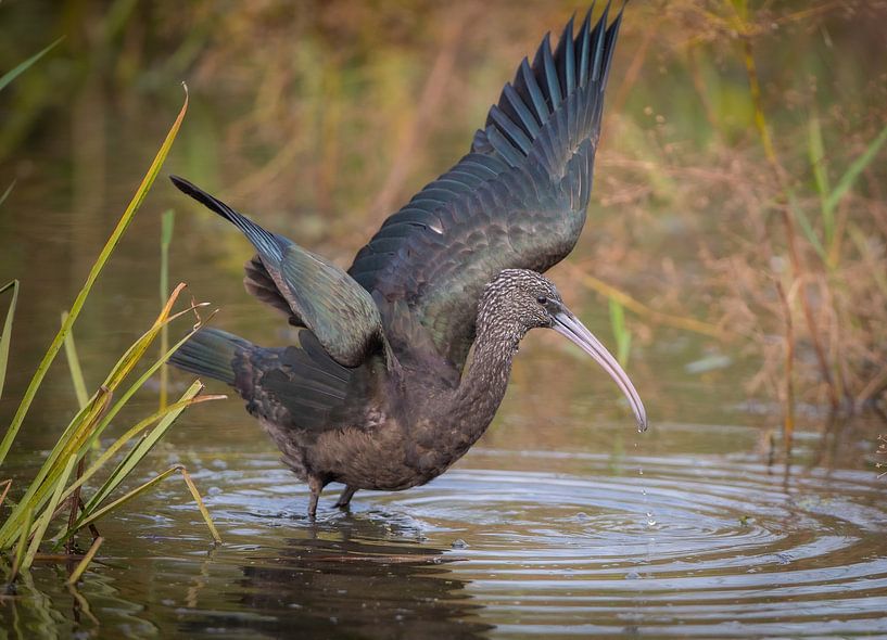 Schwarzer Ibis von Michel Van Giersbergen