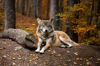 Wolf in forest