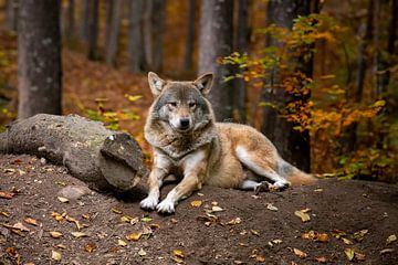 Wolf in bos van Kimberley van Eck