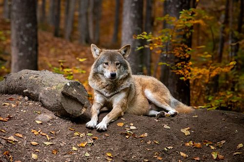 Wolf im Wald