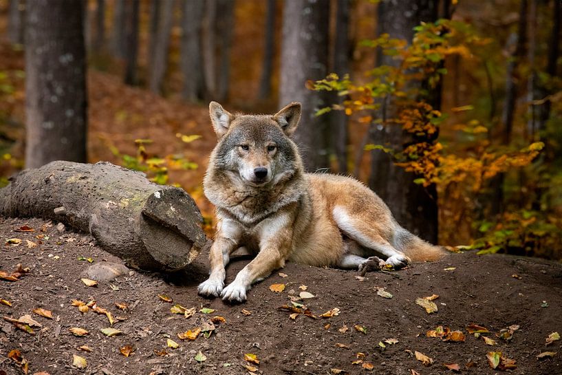 Wolf in forest by Kimberley van Eck