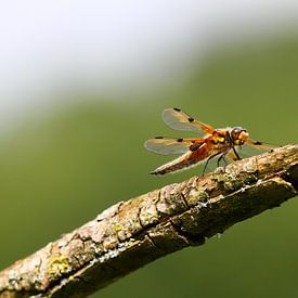 Dragonfly by Roel de Vries