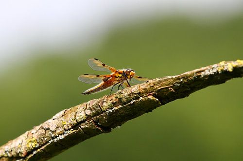 Dragonfly by Roel de Vries