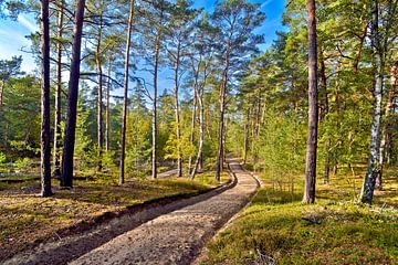 Sonniger, herbstlicher Kiefernwald mit Birken in Hubertushöhe