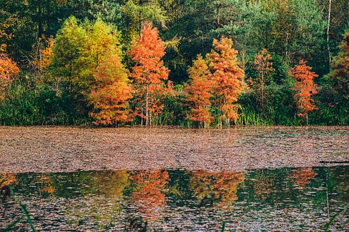 22 Autumn trees by Rob van der Pijll