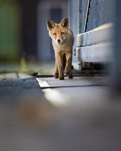 fox
