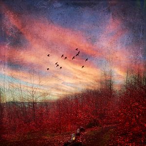 Silence du soir - nuée d'oiseaux dans le ciel du soir