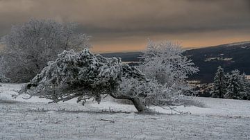 Krummes Ding von Andre Michaelis