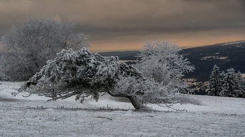Krummes Ding von Andre Michaelis