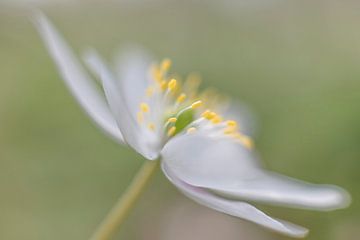 Anemone in the wood by Jacqueline de Groot