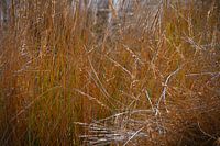 helmgras in de duinen op Langeoog