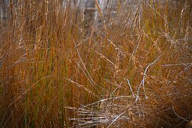 Marram grass in the dunes on Langeoog by Karl-Heinz Petersitzke