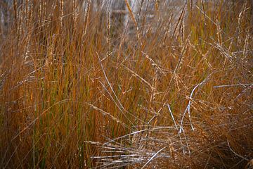 Marram grass in the dunes on Langeoog by Karl-Heinz Petersitzke