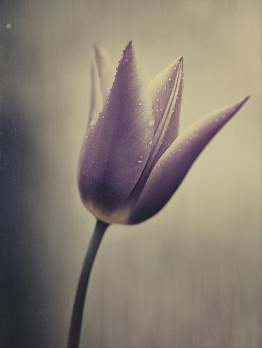 Tulipe dans une lumière douce n° 26