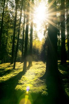 Zonnestralen in het bos van Christian Späth