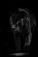 Zwarte Jaguar