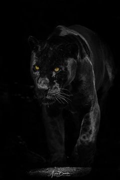 Jaguar noir sur Design Wall Arts